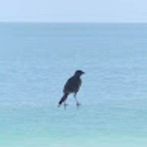 Meet your Posher, Shae